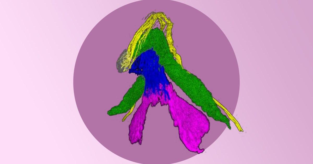 We finally have a 3D map of the clitoris – how much do you know about it?